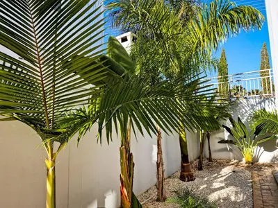 a group of palm trees in a courtyard at Nissi beach villa Oleandra in Ayia Napa