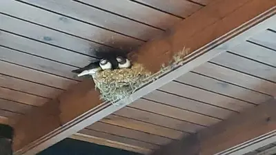 two birds sitting in a nest on a ceiling at IRENE cottage in Kakopetria