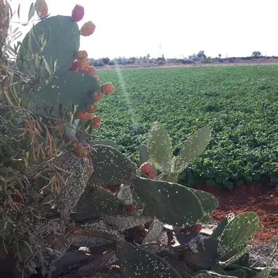 a cactus in the middle of a field at Liopetri 2-Bed Apt Sleeps 6 Pool 10min to Beach in Liopetri