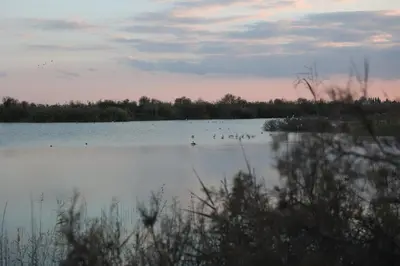 a large lake with birds in the water at Όμορφο καινούργιο διαμέρισμα σε μικρή πολυκατοικία in Voroklini