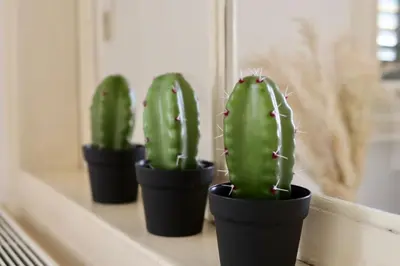 a group of three cactuses sitting on a window sill at The Old Town Heritage House in Nicosia