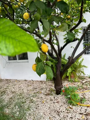 a lemon tree with lots of fruits on it at Avra House in Limassol
