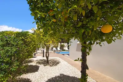 a row of orange trees next to a pool at Nissi Adamite Villa in Ayia Napa
