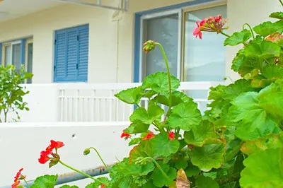 a plant with red flowers in front of a house at ALEX APARTMENT in Strovolos